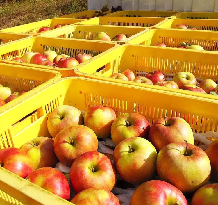 りんごジュース「APPLE13.5」12本セット 送料別