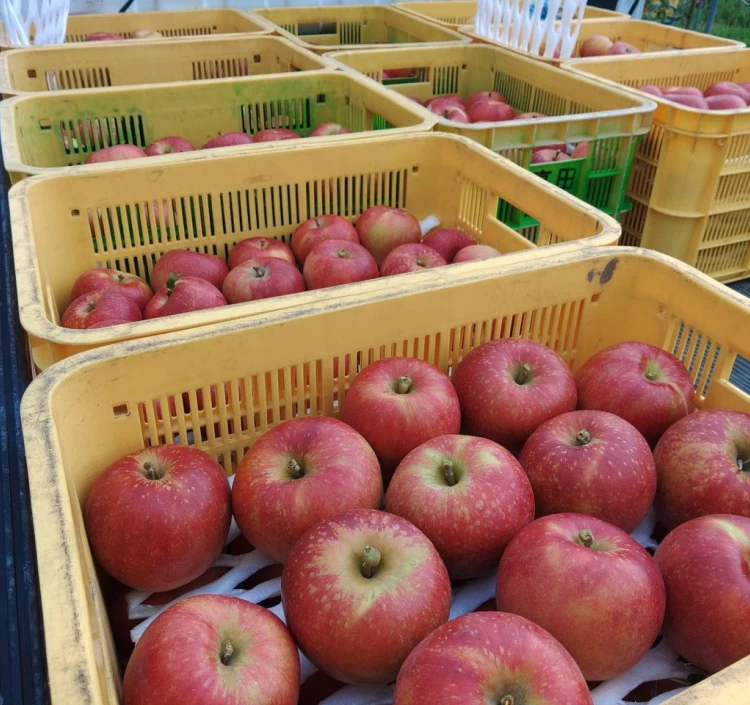 りんごジュース「APPLE13.5」Clear＆Cloudy 2本セット 送料別