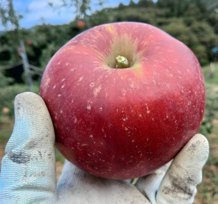 【予約】旬のりんご定期便｜毎月3kg×3か月（9～12個）　送料込み