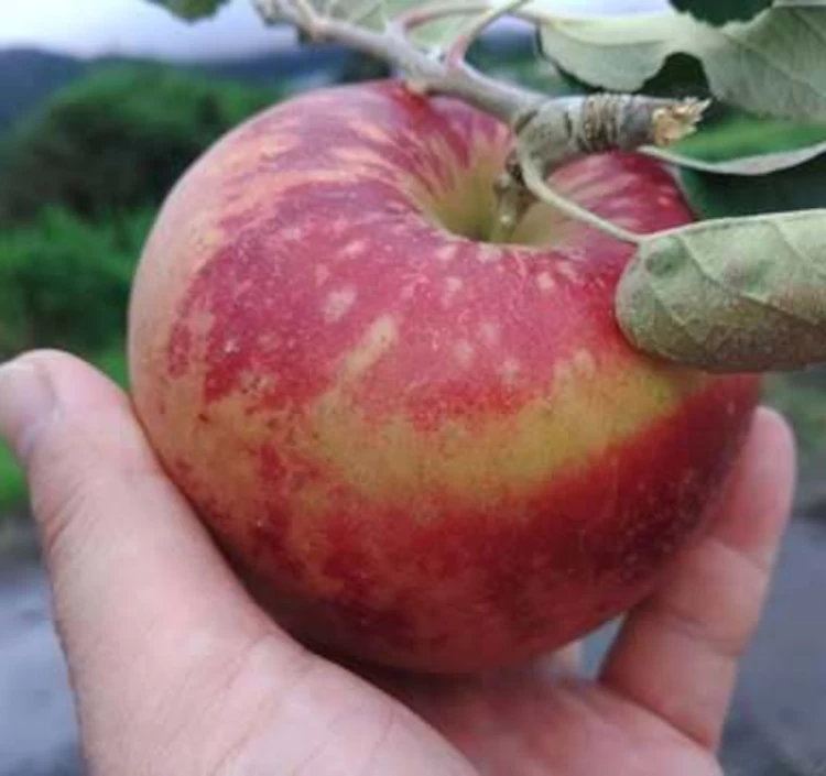 【予約】紅いわて 3kg｜濃い甘さと鮮やかな紅色｜奇跡の果実（9～12個）【クール便・送料別】