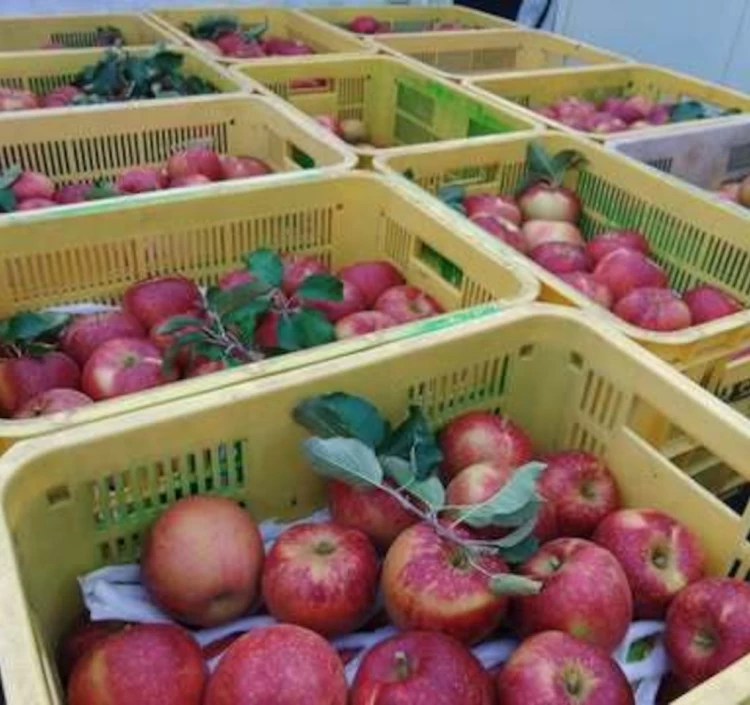 【予約】紅いわて 5kg｜こんな甘味、初体験！｜米崎りんご【クール便・送料別】