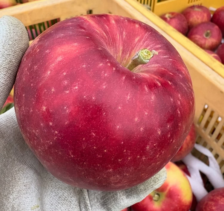 【予約】9月の米崎りんご食べ比べ 3kg|奇跡の果実・2品種入り(9~12個)【クール便・送料別】