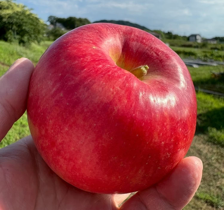 【予約】9月の米崎りんご食べ比べ 3kg|奇跡の果実・2品種入り(9~12個)【クール便・送料別】