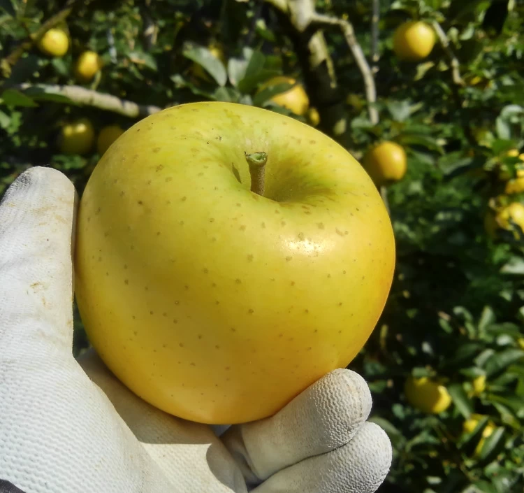 季節の米崎りんご食べ比べ 3kg｜奇跡の果実・2品種入り（9～12個）【クール便・送料別】