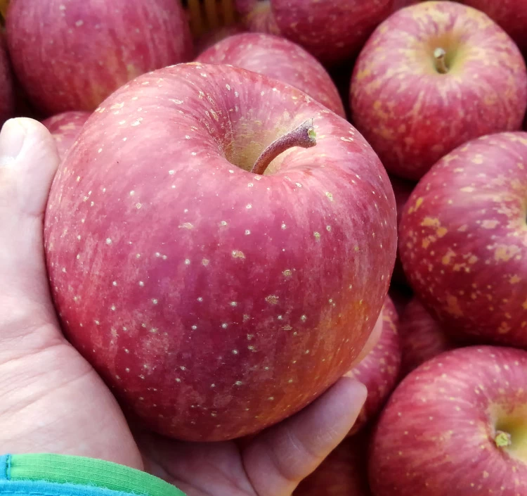 季節の米崎りんご食べ比べ 3kg｜奇跡の果実・2品種入り（9～12個）【クール便・送料別】