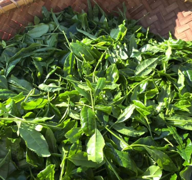 花鳥風月 又兵衛・藤花