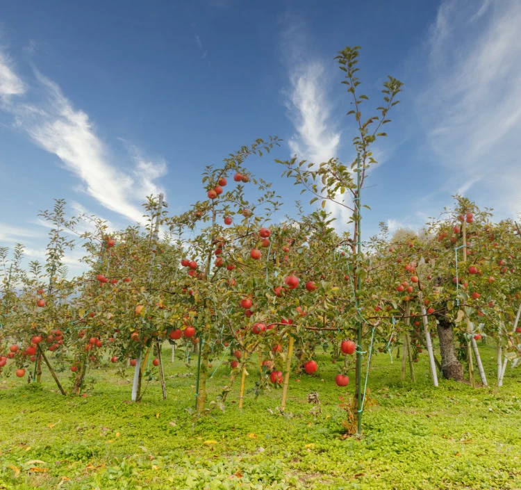 甘口シードル　OLION