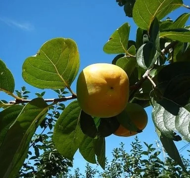岐阜県産 「太秋柿」
