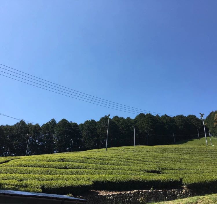 南紀のコーヒーとお茶のセット