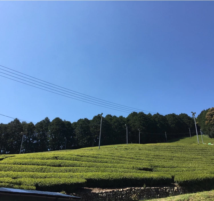 紀州川添（かわぞえ）和紅茶ティーバッグ　3g×14P