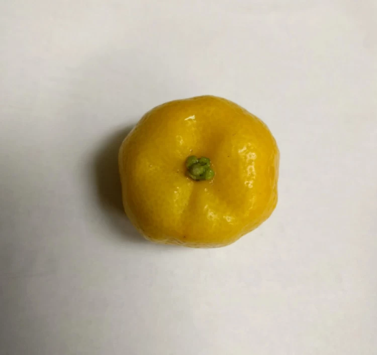 季彩オイル《橘》