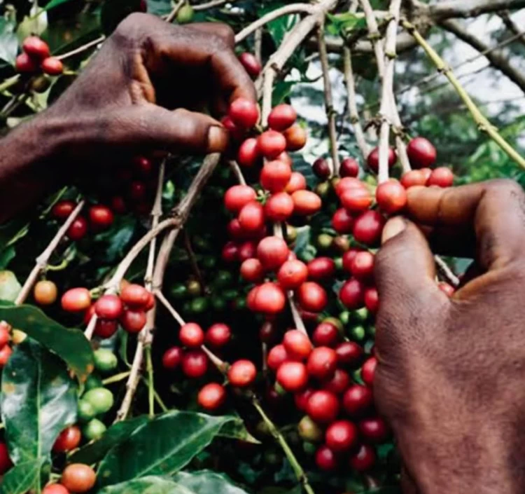 《パプアニューギニア産》パプアニューギニア