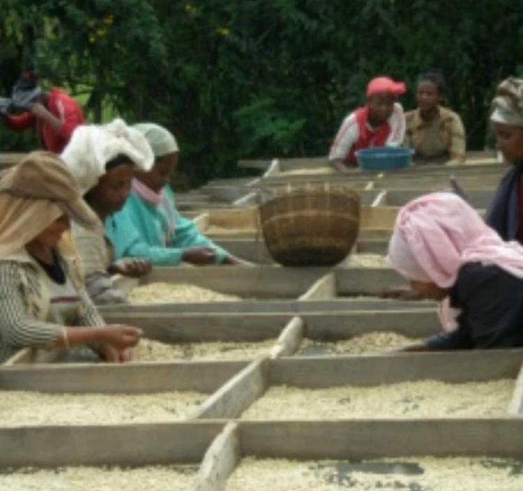 《エチオピア産》イルガチェフェべレカ