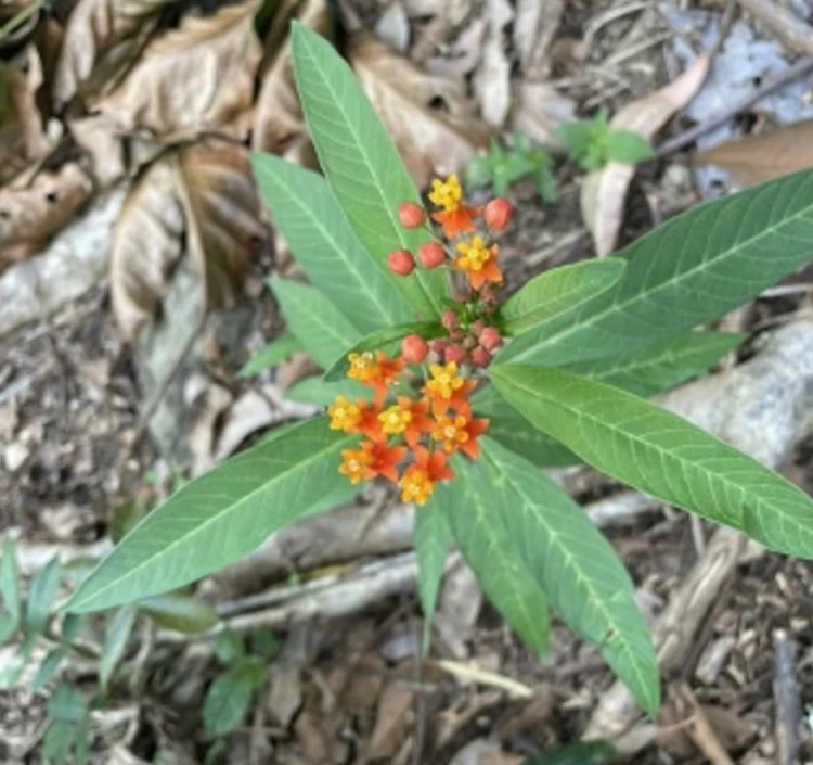 《コロンビア産》シルキーゴールド