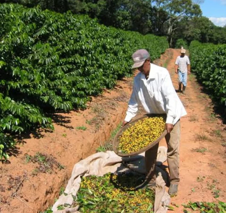 《ブラジル産》プレミアムショコラ