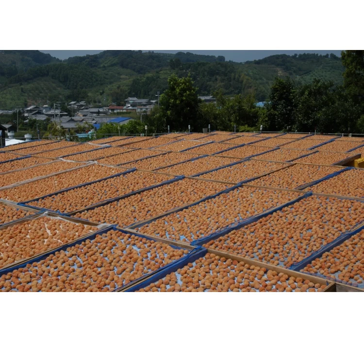 つぶれ梅　800ｇ