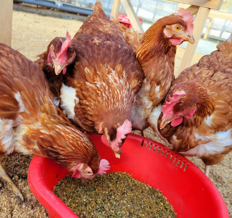 「こだわり新鮮たまご」~大切な方への贈り物にも~ 30個入セット(税・送料込)