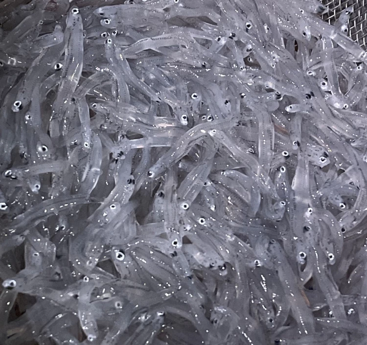 【小田原産】朝どれ生しらす