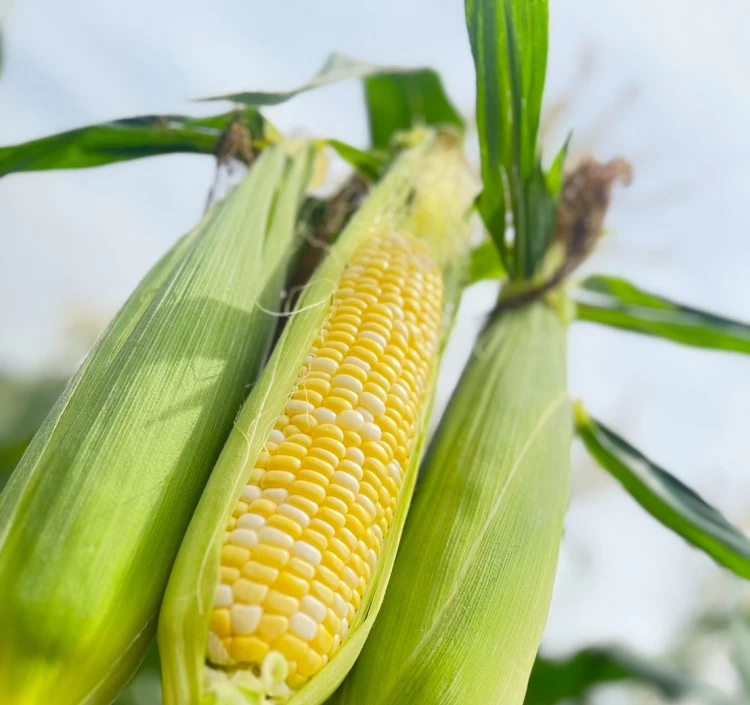 12本入り お嬢様トウモロコシ【ドルチェドリーム】 【6月下旬発送】