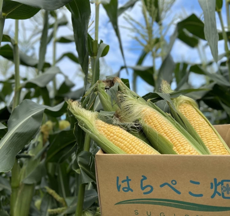 12本入り　お嬢様トウモロコシ【ドルチェドリーム】　【6月下旬発送】