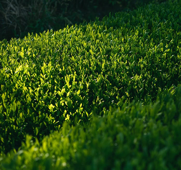 八十八夜前後に摘み取られた一番茶