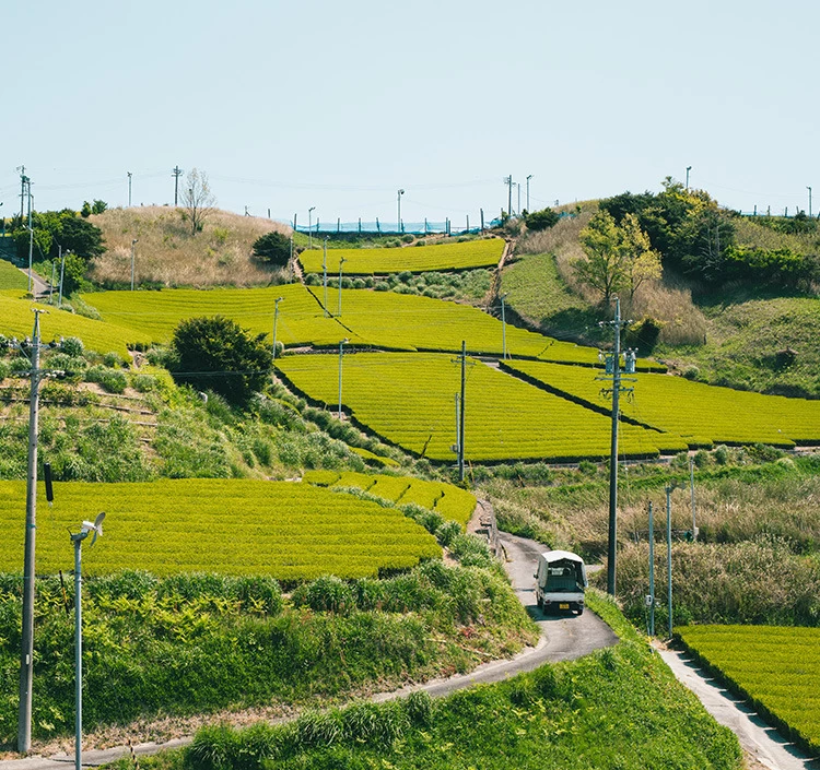 静岡県掛川から出来立ての深蒸し茶をお届けします