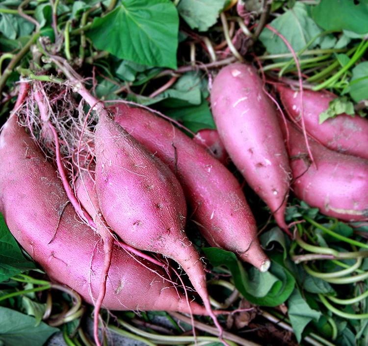 紅はるか芋本来の甘みを引き出しています
