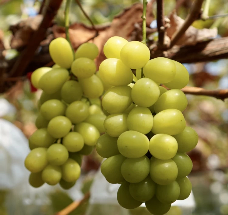 完熟シャインマスカットジュース