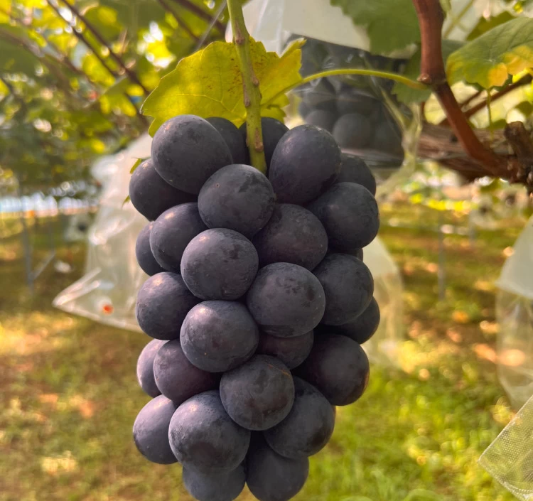 【期間限定・先行予約】ナガノパープル