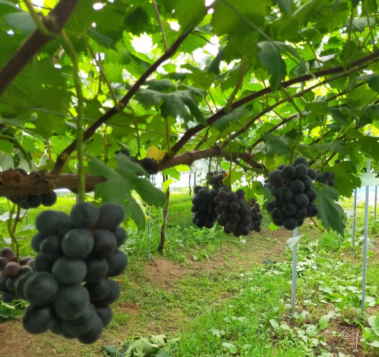 【期間限定・先行予約】ナガノパープル