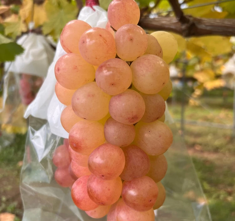 【期間限定・先行予約】紅環ファン限定セット