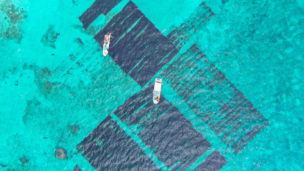 【送料込】宮古島産洗いもずく4パックセット