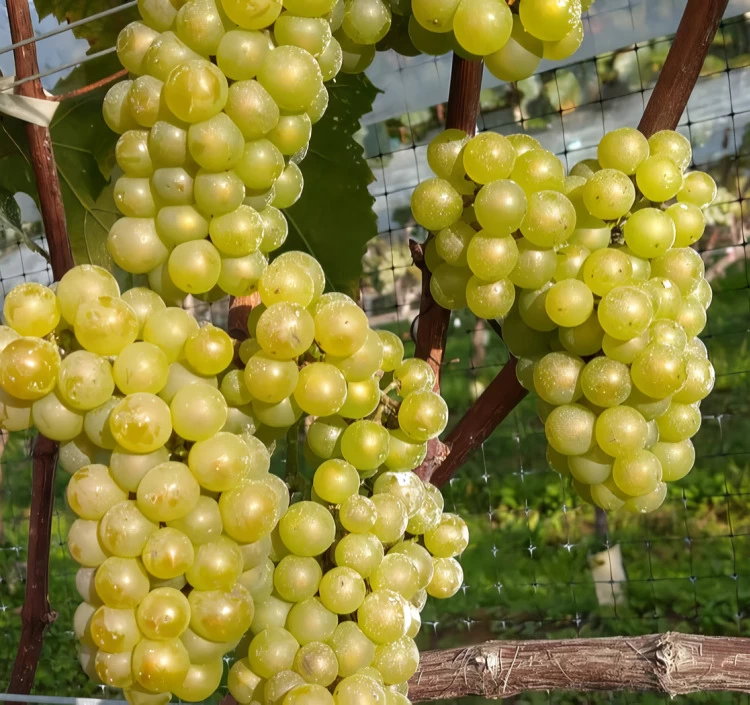 ヴィラージュメルロー2023