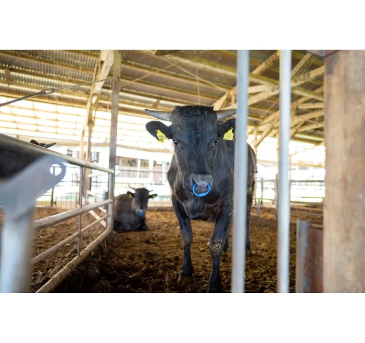 ≪幻の牛≫いぶさな牛 焼肉セット【400g】