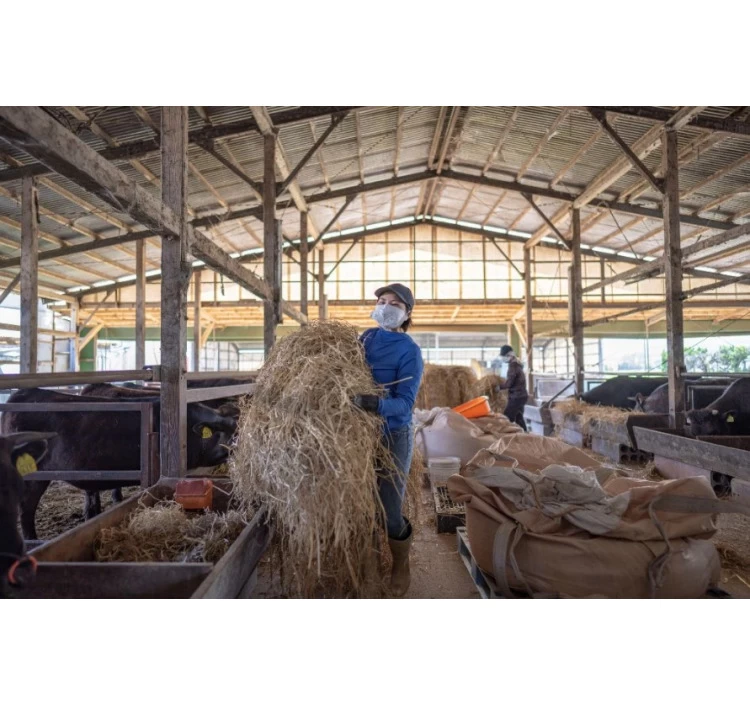 ≪幻の牛≫いぶさな牛 焼肉セット【400g】