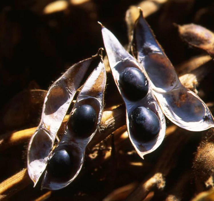 丹波黒大豆収穫の時。宝石のような大きなひと粒から、＜善祥庵＞の黒まめ菓子が生まれます。