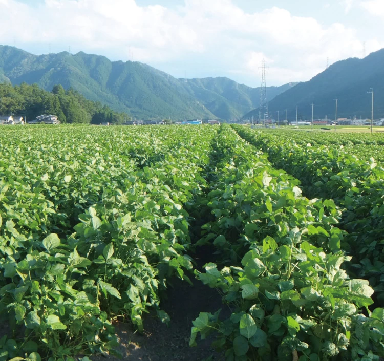 夏の黒豆畑。種植えから収穫までの間、何度も生産地を訪ね、生育を見守ります。