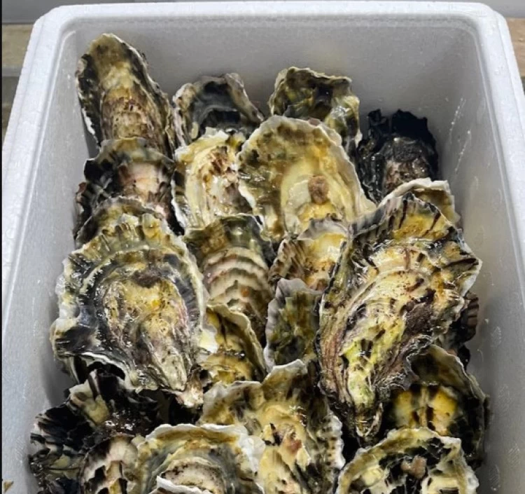 冷凍殻付き牡蠣（加熱用）2S~Sサイズ 　3kg入り