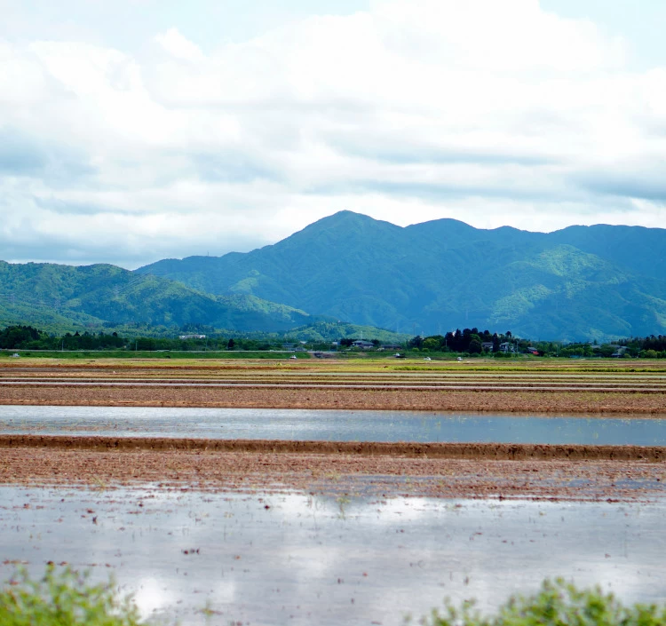 あがの姫牛ヒレステーキ4枚
