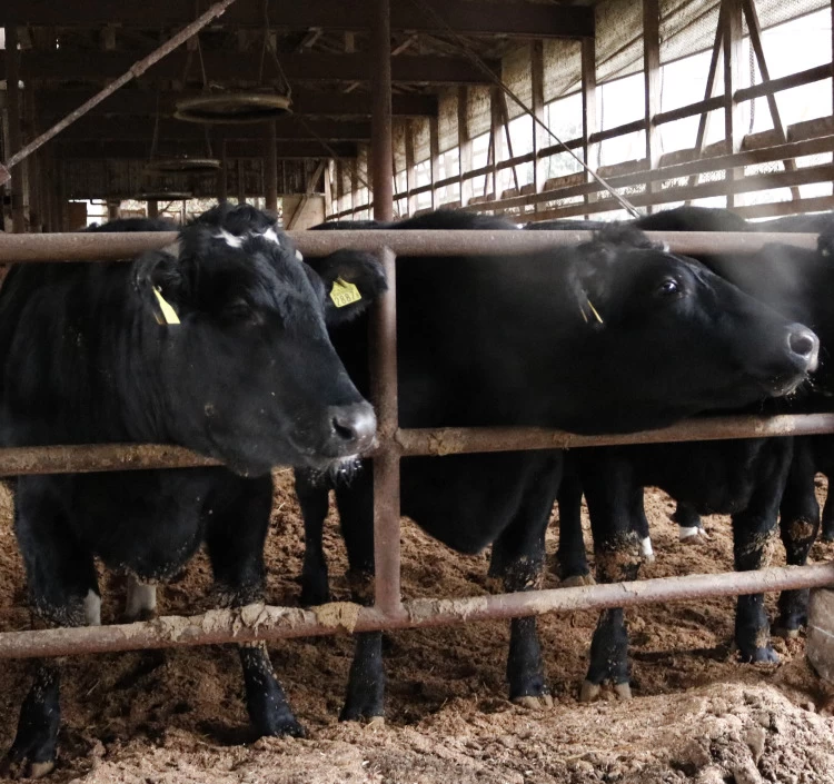 あがの姫牛ヒレステーキ4枚