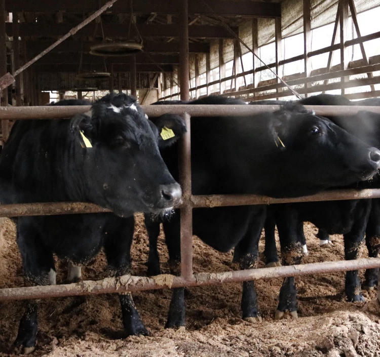 あがの姫牛ヒレステーキ3枚入