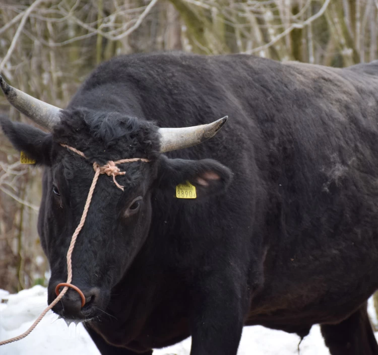 村上牛サーロインステーキ2枚