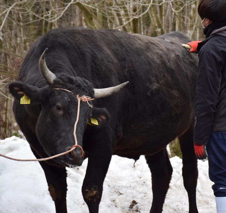 村上牛すき焼き用
