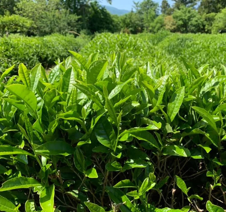 佐渡番茶ティーバッグ(2g×10pc)×4袋