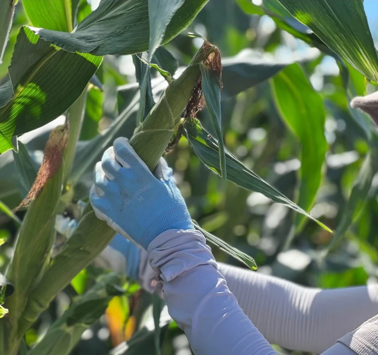 ポップコーン用乾燥とうもろこし 180g×5袋入