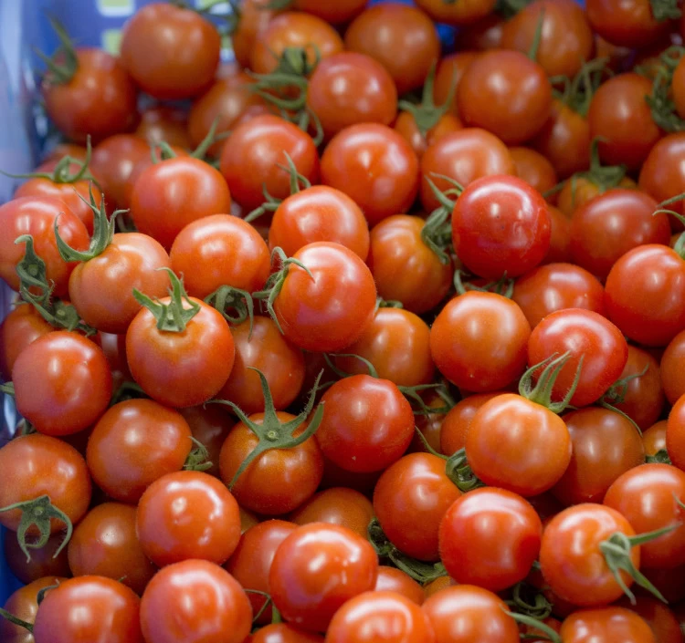 福井県産ミディトマト　紅い鈴キューブ　3個セット