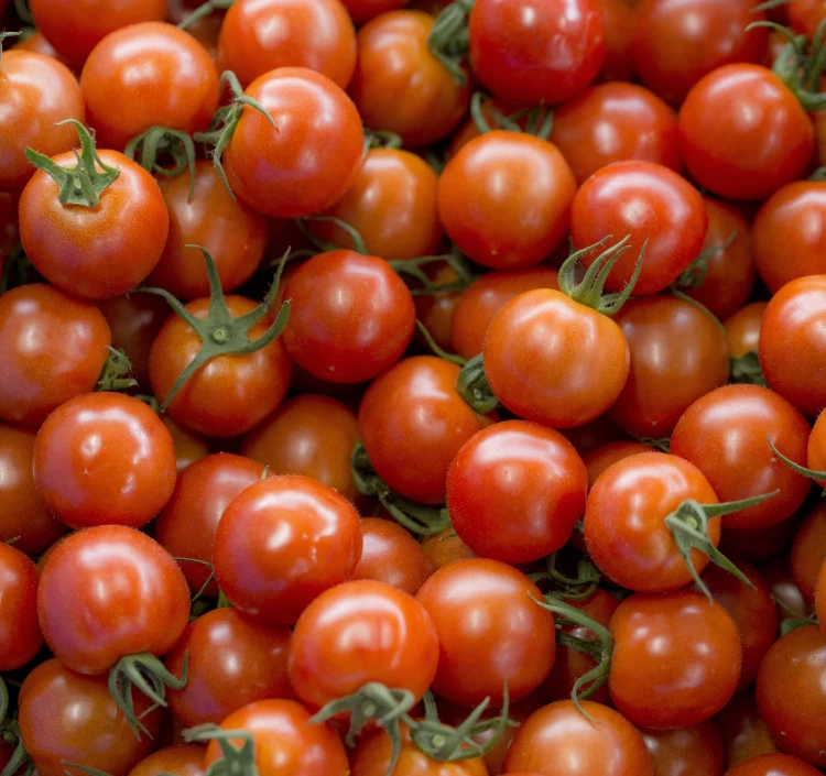 福井県産ミディトマト　紅い鈴キューブ　6個セット