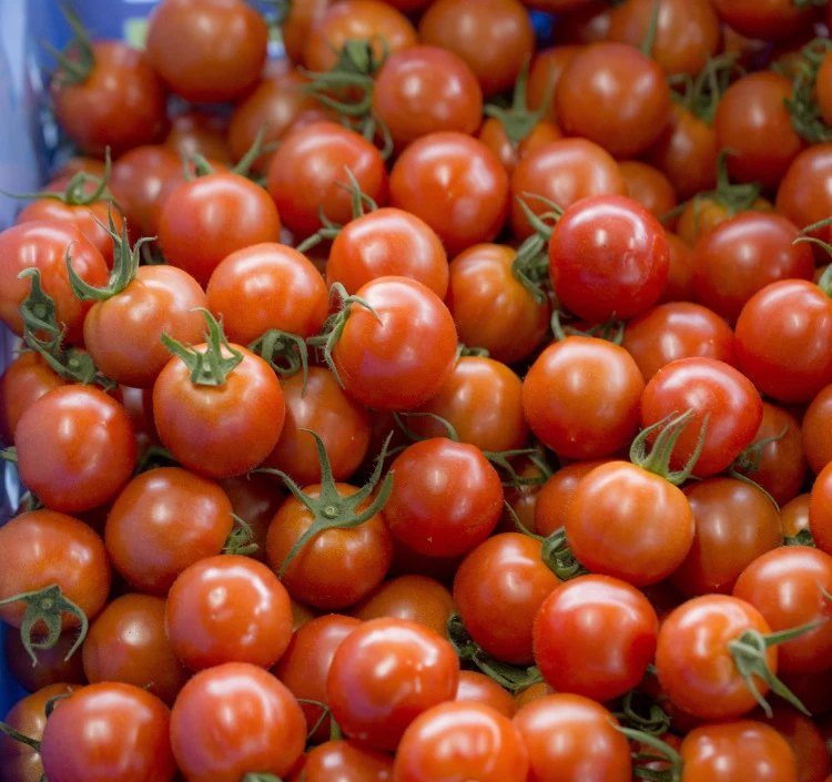 福井県産ミディトマト　紅い鈴キューブ　9個セット