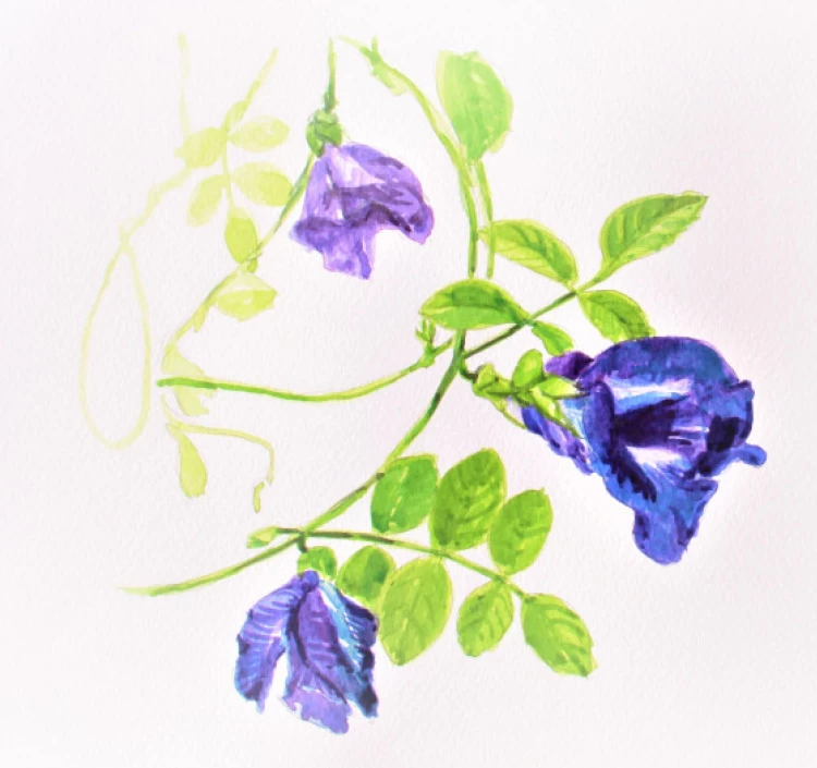 バタフライピー ハーブティー