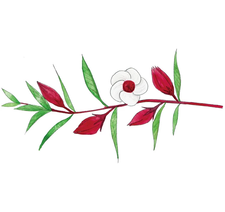 ローゼル ハーブティー